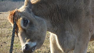 [photo, Cow, Kinder Farm Park, Millersville, Maryland